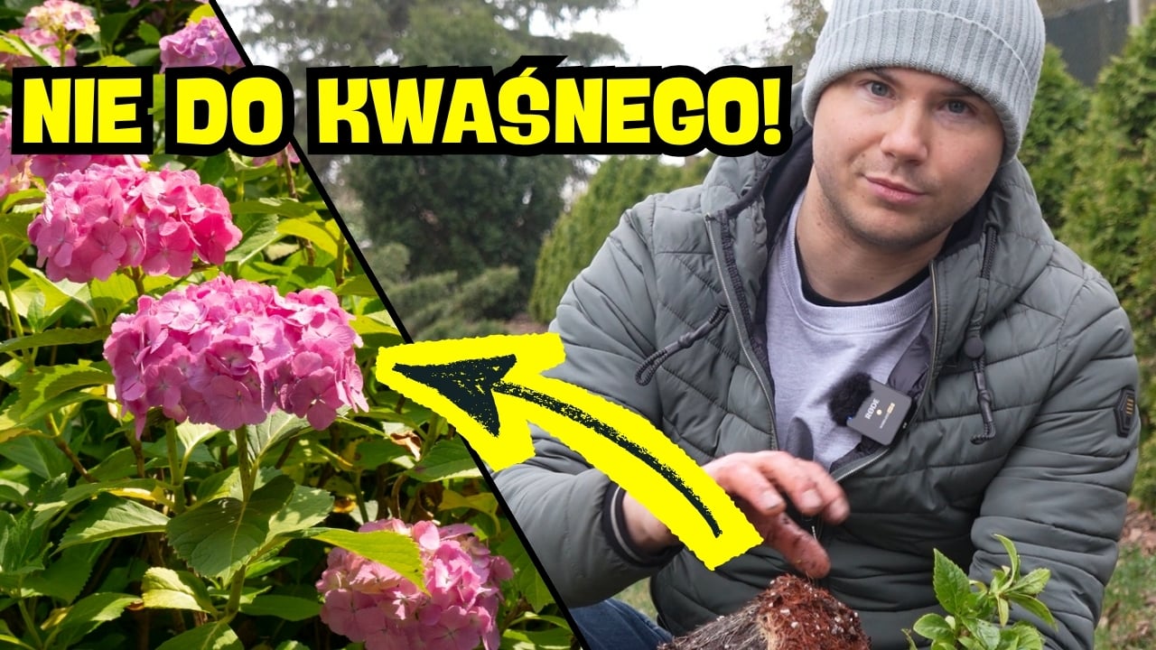  Sadzenie hortensji ogrodowej – niebieska czy różowa? Klucz to ziemia!
