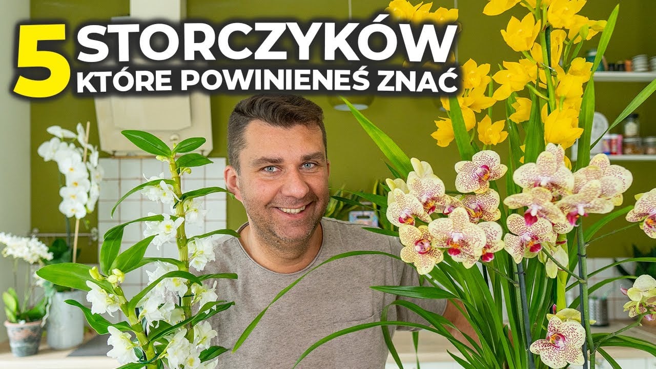 Jakiego wybrać storczyka. Mega pachnące storczyki. Storczyki jakich nie znasz!