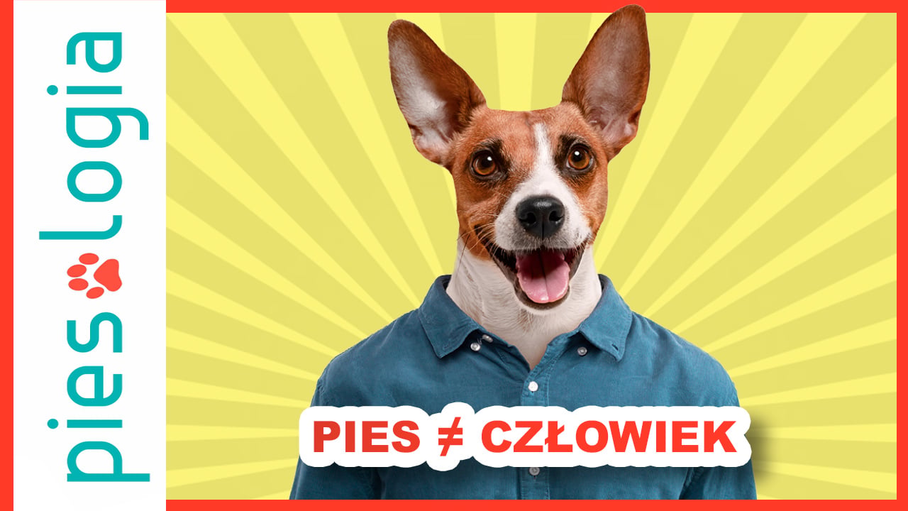 Pułapka antropomorfizacji – między empatią a nieporozumieniem