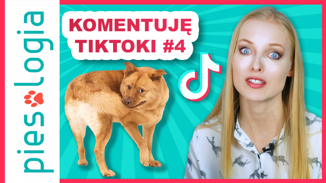 Komentuję TIKTOKI - zachowania kompulsywne psów