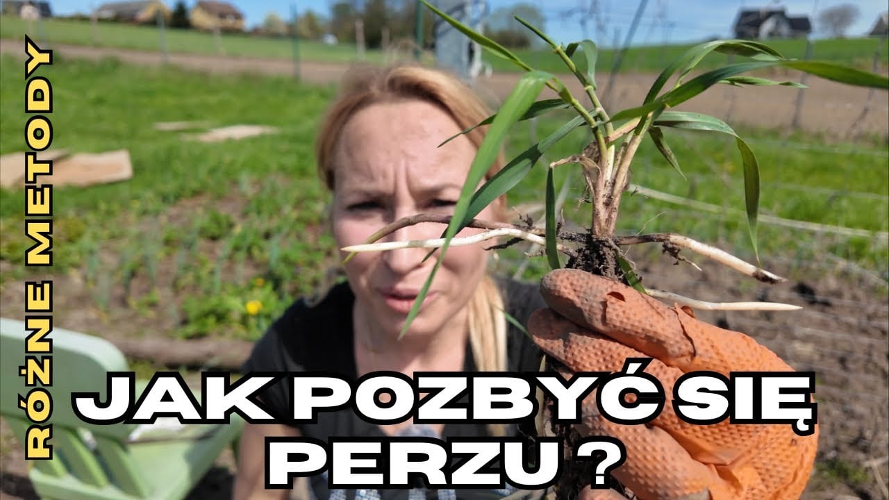 Jak zrobić grządkę na PERZU bez chemii? Krok po kroku (Kartony, Plandeka, Widły)