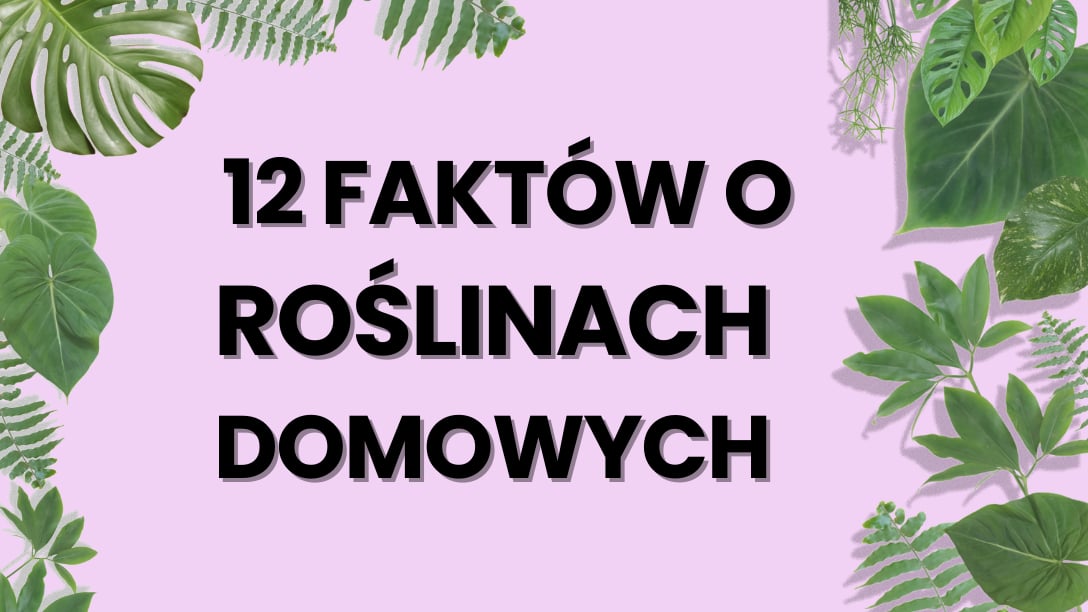 12 faktów o roślinach domowych ! 