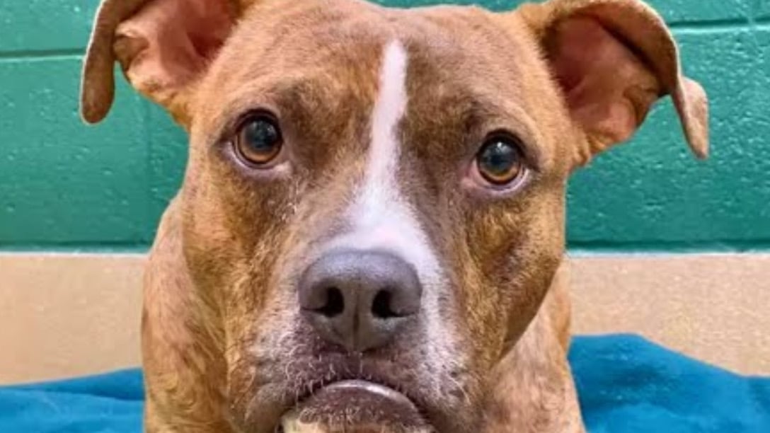 Schronisko w Warszawie 