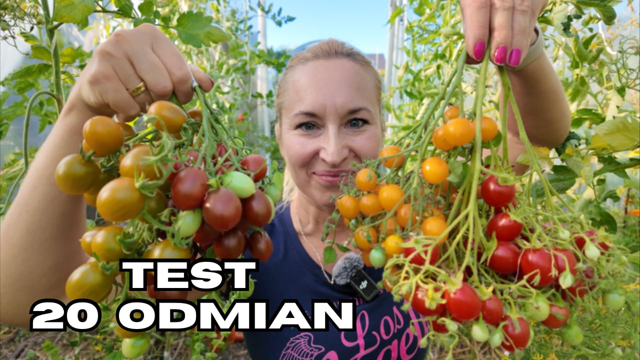 20+ Odmian Pomidorów Megagroniastych – Wybrałam 5 Najlepszych!