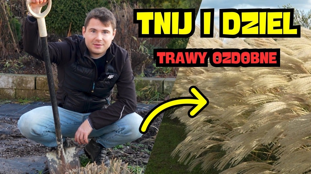 Wiosenne cięcie i rozmnażanie traw ozdobnych 🌾 Jak odmłodzić i podzielić kępy
