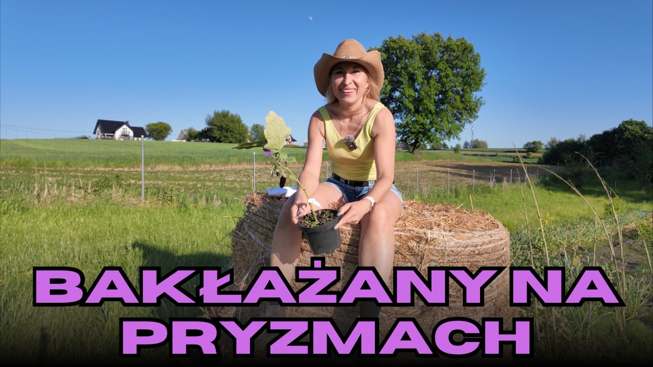 Pryzmy kompostowe - sadzenie bakłażanów, kolczocha, karczochów i ogórka meksykańskiego.