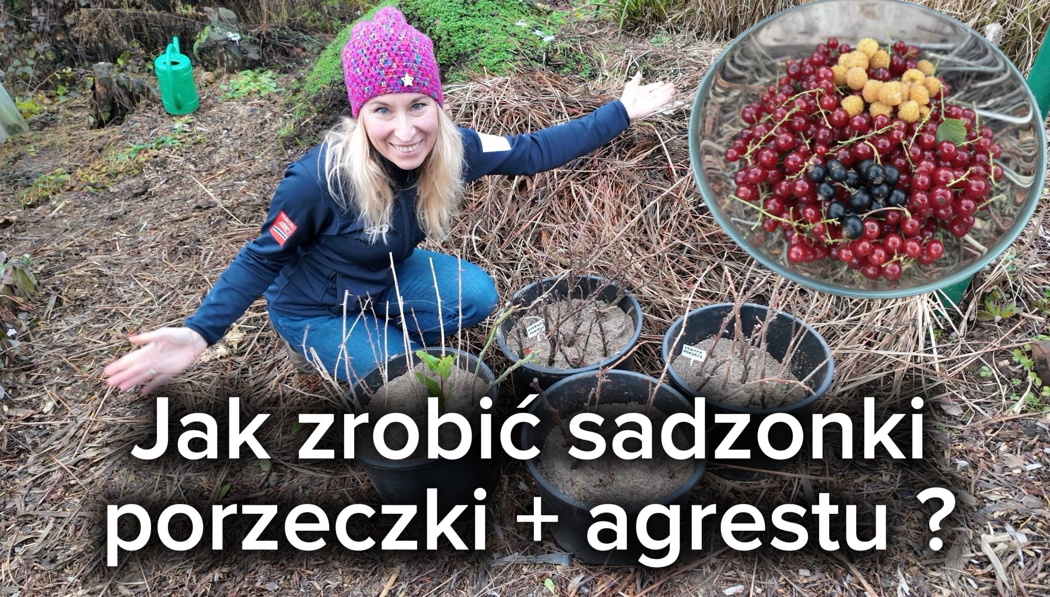 Jak zrobić sadzonki porzeczki i agrestu? Prosty sposób krok po kroku! 