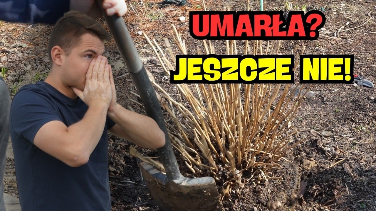 Hortensja ogrodowa wiosną – co robić, żeby kwitła? (cięcie, nawożenie, rozmnażanie)