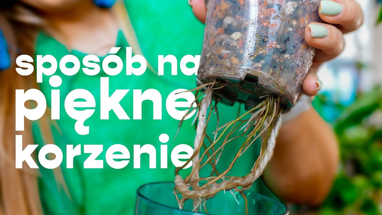 Piękne korzenie - moje sposoby | uprawa na sznurkach | dużo roślin