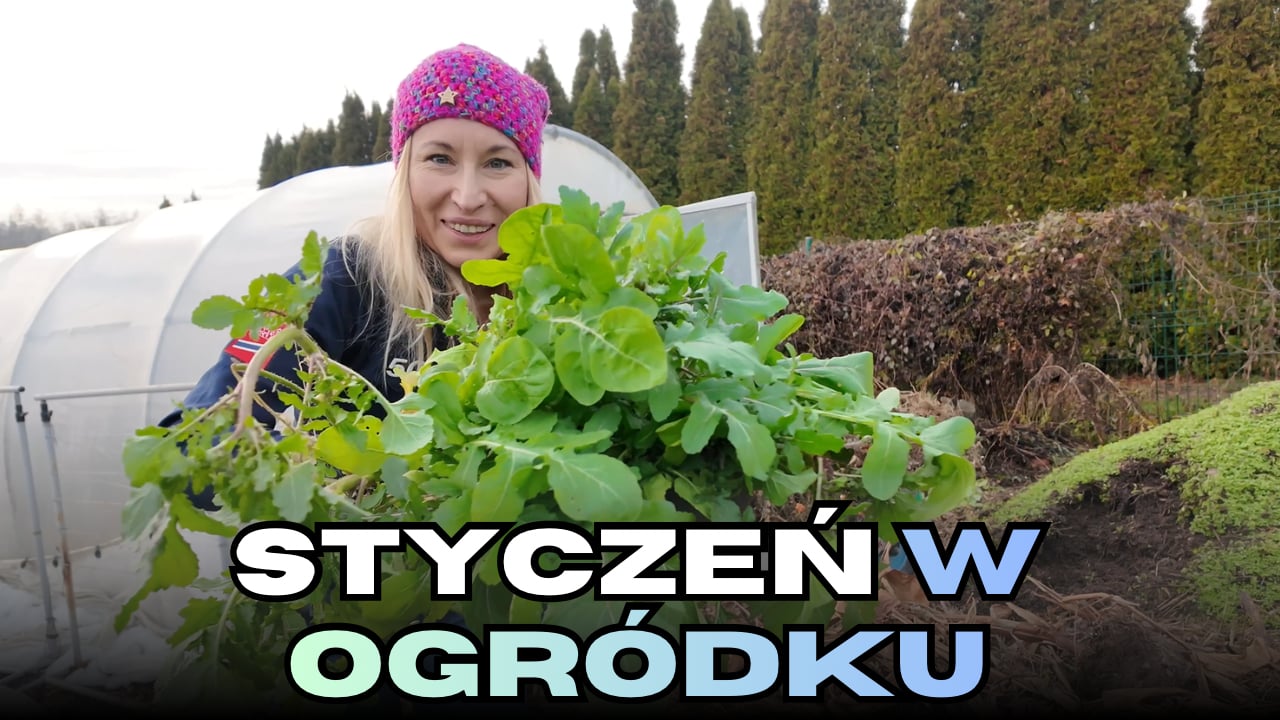 Styczeń w Ogródku - plon zimowy, sprzątanie tunelu, ściółkowanie malin