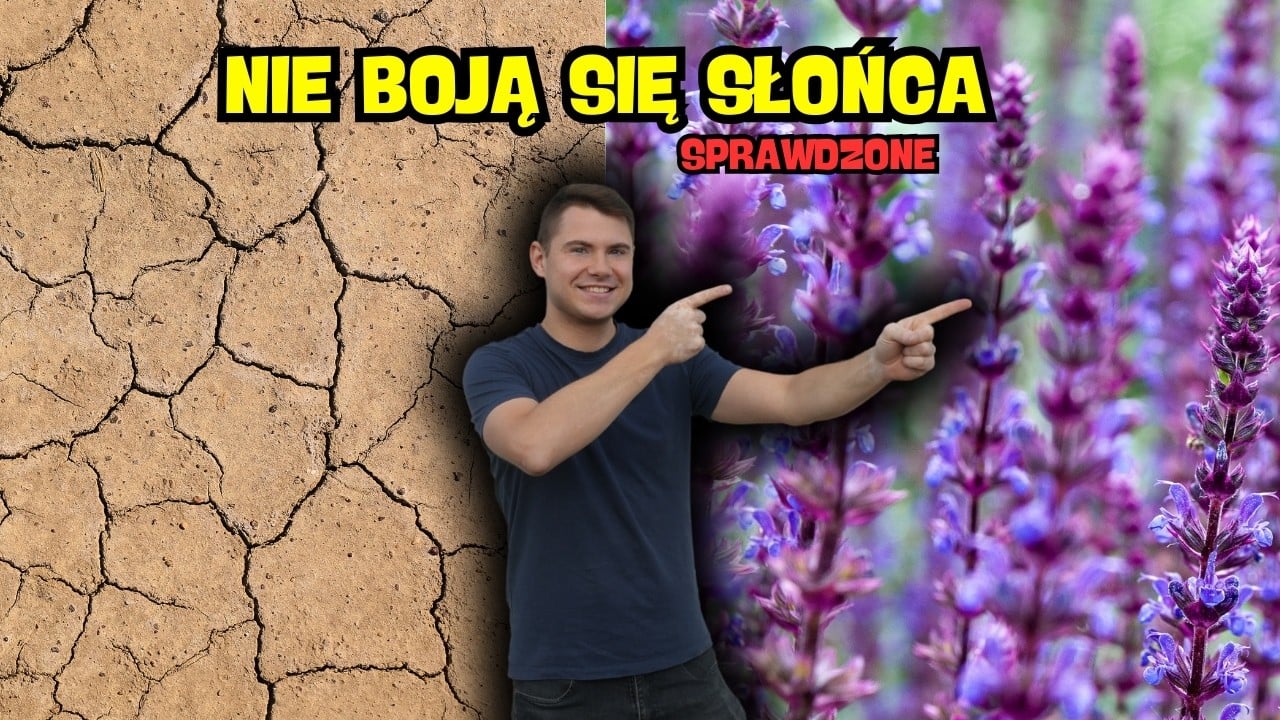 Rośliny na żar i suszę ☀️🌿 TOP niezniszczalne gatunki do trudnych miejsc