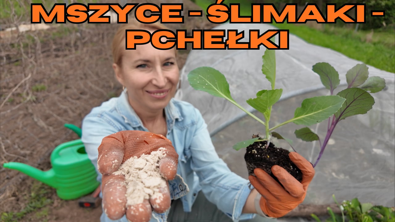 Mszyca na porzeczkach, ślimaki i pchełki na kapuście - Jak zabezpieczyć rośliny? 