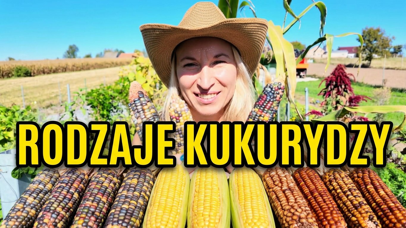 Niezwykłe odmiany kukurydzy - co z nich zrobić po zbiorach?