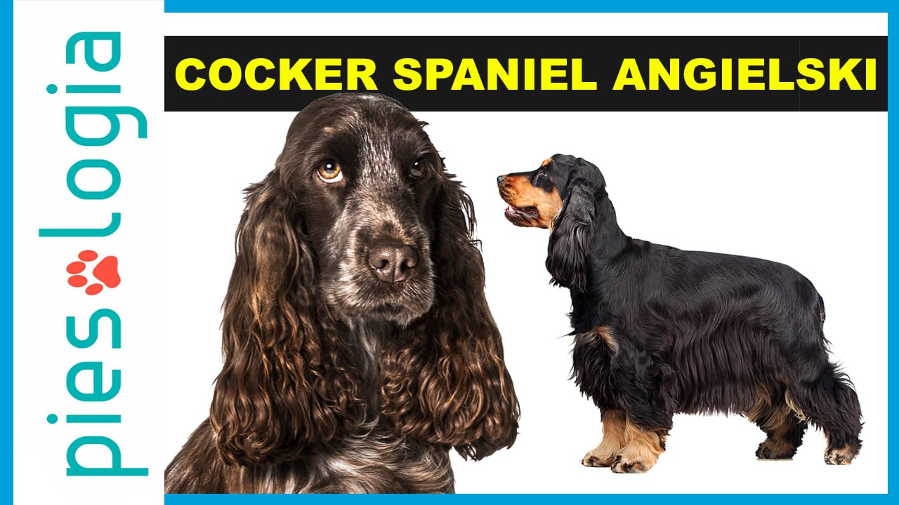 Atlas Ras Psów - Cocker Spaniel Angielski